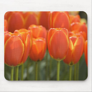Tapis De Souris Pays-Bas aka Hollande), Lisse. Keukenhof 7