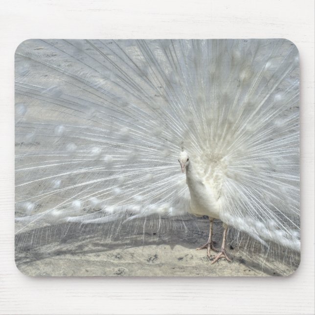 Tapis De Souris Peacock blanc (Devant)