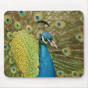 Tapis De Souris Peacock strutting
