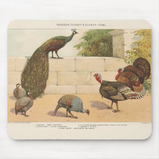 Tapis De Souris Peacock, Turquie & Guinée Fowl (Devant)