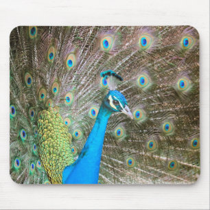 Tapis De Souris Peacock with Feathers Out - Homme Bird - Photo
