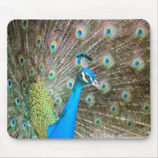 Tapis De Souris Peacock with Feathers Out - Homme Bird - Photo