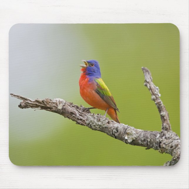 Tapis De Souris Peint Bunting Passerina ciris) chant masculin (Devant)