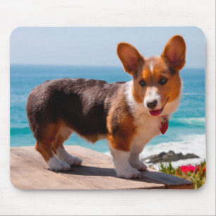 Tapis De Souris Pembroke Welsh Corgi puppy standing on table