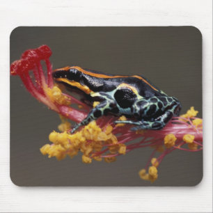 Tapis De Souris Pérou, Forêt des pluies péruviennes. Grenouille à 