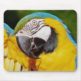 Tapis De Souris Perroquet bleu et or macaw