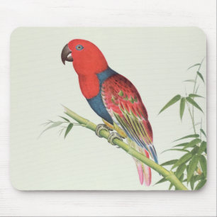 Tapis De Souris Perroquet d'Electus, sur une pousse de bambou