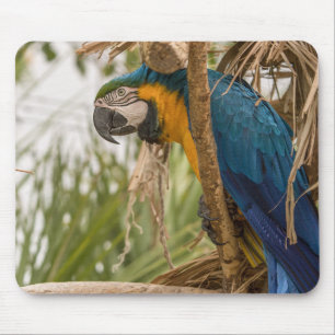 Tapis De Souris perroquet, oiseau, assis