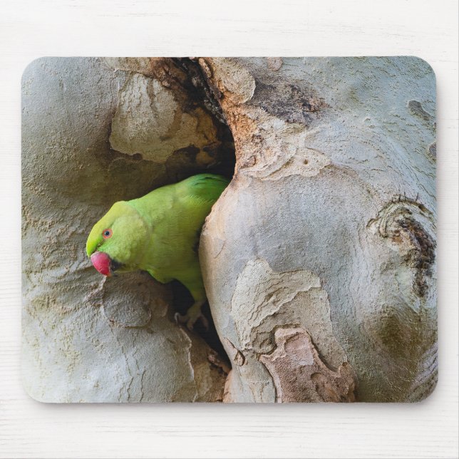 Tapis De Souris Perroquet, oiseau, nature (Devant)