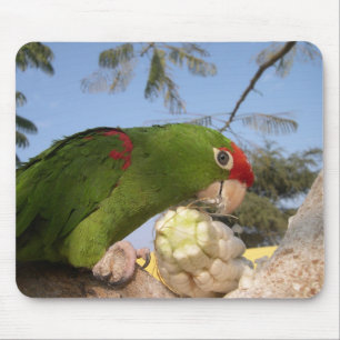 Tapis De Souris perroquet vert
