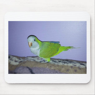 Tapis De Souris Perruche veuve