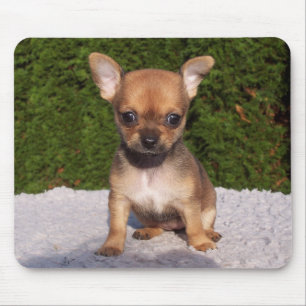Tapis De Souris Petit Chihuahua Chien chiot mignon