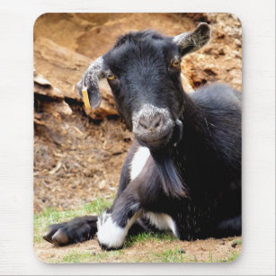 Cadeaux Chevre Drole Zazzle Ch