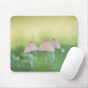 Tapis De Souris Petits champignons Photo nature
