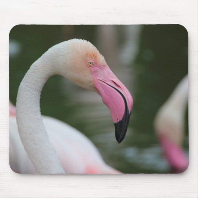 Tapis De Souris Phoenicopterus roseus (Devant)