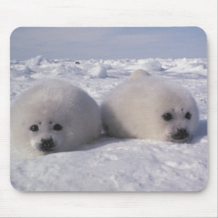 Tapis De Souris Phoque du Groenland (Phoca groenlandica) Jeunes ph