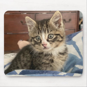 Tapis De Souris Photo d'adorable chaton, ou téléchargez votre prop