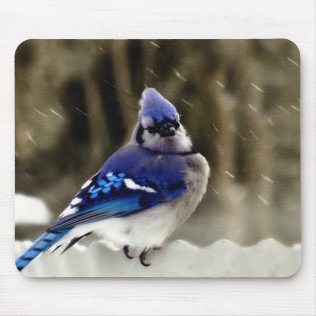 Tapis De Souris Photo de geai bleu (Devant)