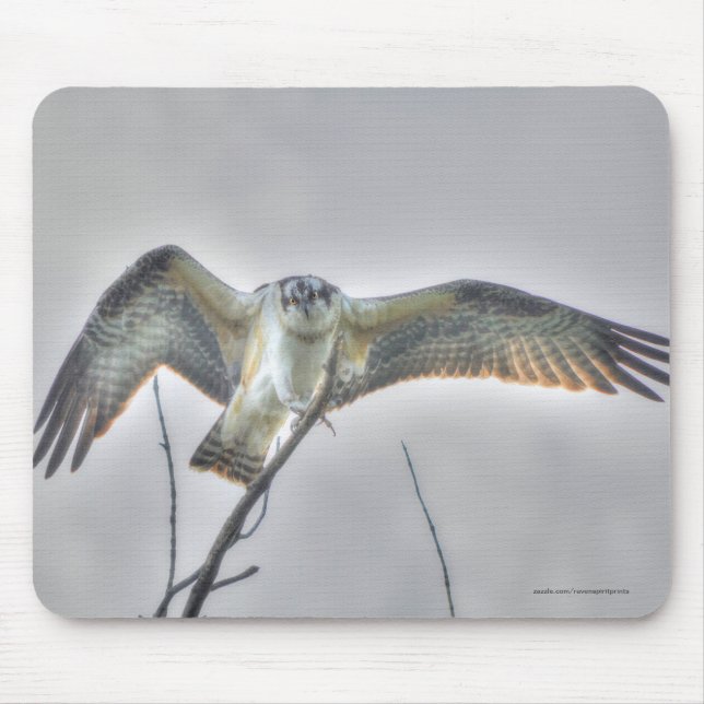 Tapis De Souris Photo de la faune de l'Osprey juvénile - Aigle (Devant)