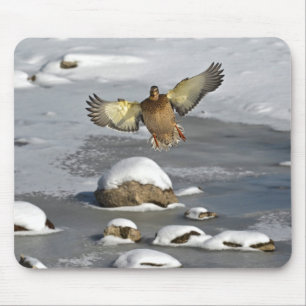 Tapis De Souris Photo de la faune de Mallard Duck Birlover