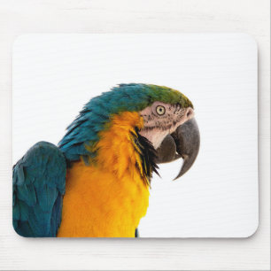 Tapis De Souris Photo de perroquet Ara
