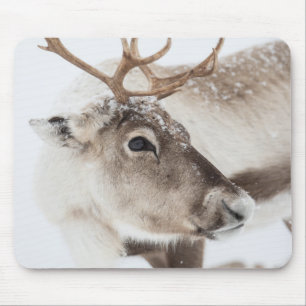 Tapis De Souris Photo de renne dans la nature