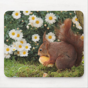 Tapis De Souris Photo d'un écureuil roux mignon et de marguerites