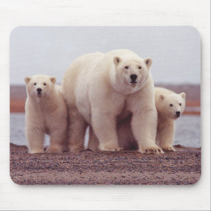 Tapis De Souris Photo d'une mère ours polaire et ses oursons
