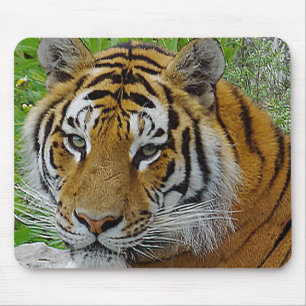 Tapis De Souris Photo rapprochée du visage d'un Tigre de Sibérie