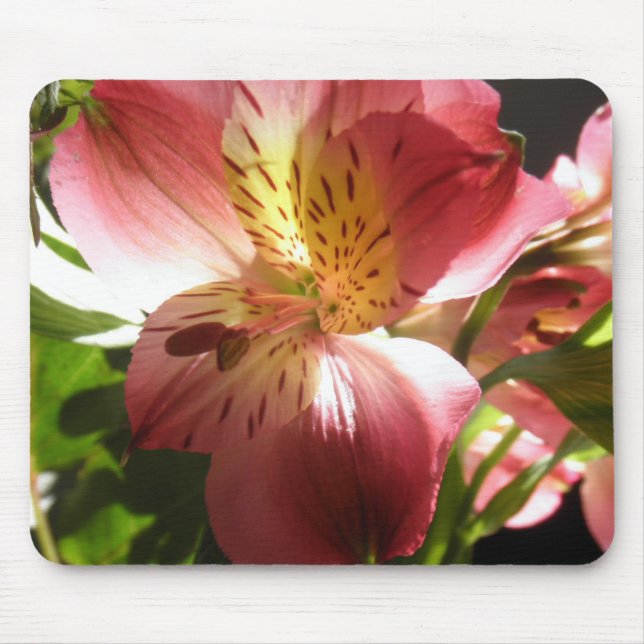 Tapis De Souris Photo rose de fleurs de lis de fleur (Devant)
