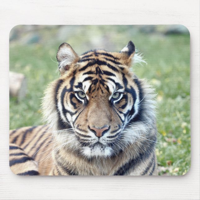 Tapis De Souris photo tiger chat animaux. pavé souris (Devant)