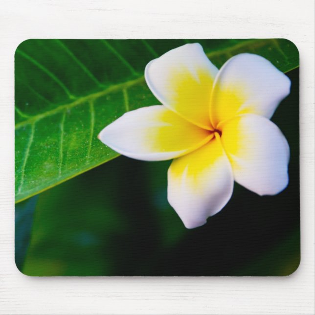 Tapis De Souris Photographie de fleurs de plumeria (Devant)
