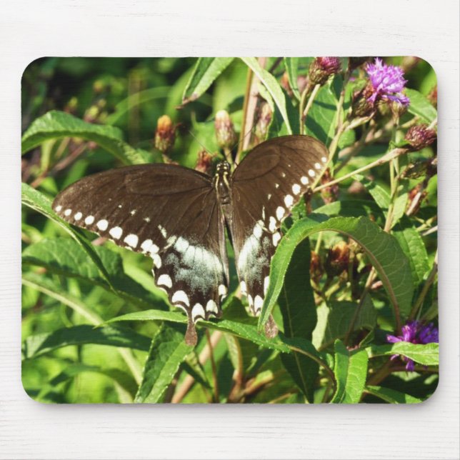 Tapis De Souris Photographie de la nature du papillon noir Swallow (Devant)