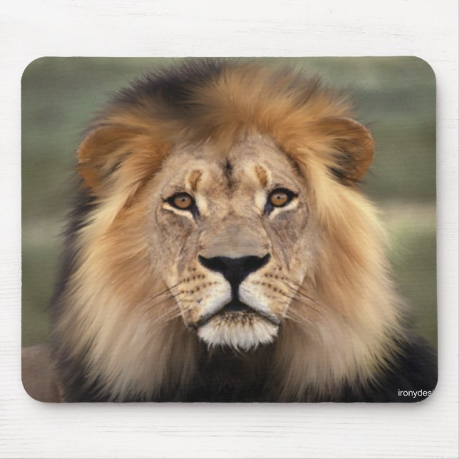 Tapis De Souris Photographie de lions (Devant)