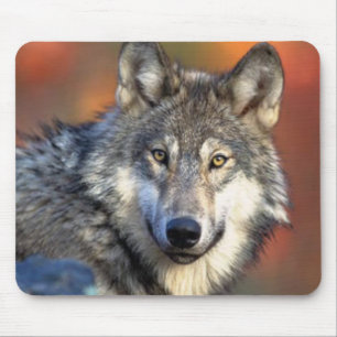 Tapis De Souris Photographie de loup