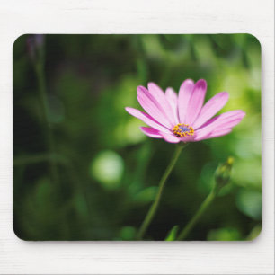 Tapis De Souris Photographie de Marguerite Africaine Violette