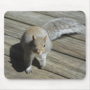 Tapis De Souris Photographie d'écureuil