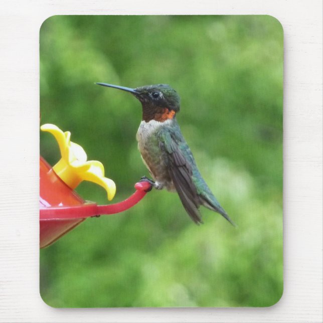 Tapis De Souris Photographie d'oiseau de colibri à gorge rubis (Devant)