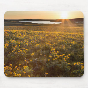 Tapis De Souris Pied de flèche Balsamroot Fleurs sauvages