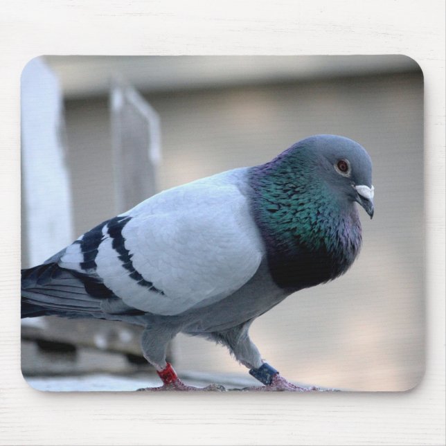 Tapis De Souris Pigeon voyageur fier Mousepad (Devant)