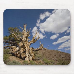 Tapis De Souris Pin Bristlecone dans l'Ancient Bristlecone Forest,