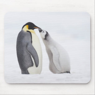 Tapis De Souris Pingouin d'empereur (forsteri d'Aptenodytes),