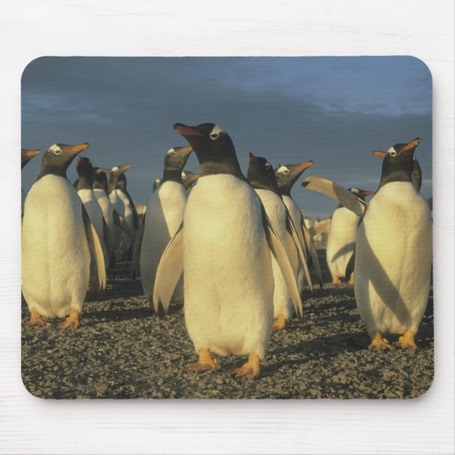 Tapis De Souris Pingouins Gentoo, (Pygoscelis papua), Falkland (Devant)