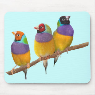Tapis De Souris Pinsons colorés de Gouldian aux pastels