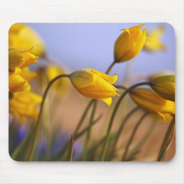 Tapis De Souris Plan rapproché des jonquilles (Devant)