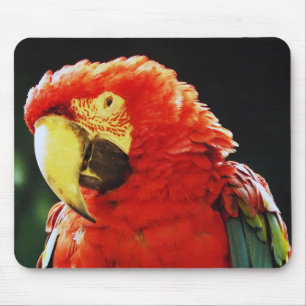 Tapis De Souris Plan rapproché d'oiseau de perroquet d'ara à ail