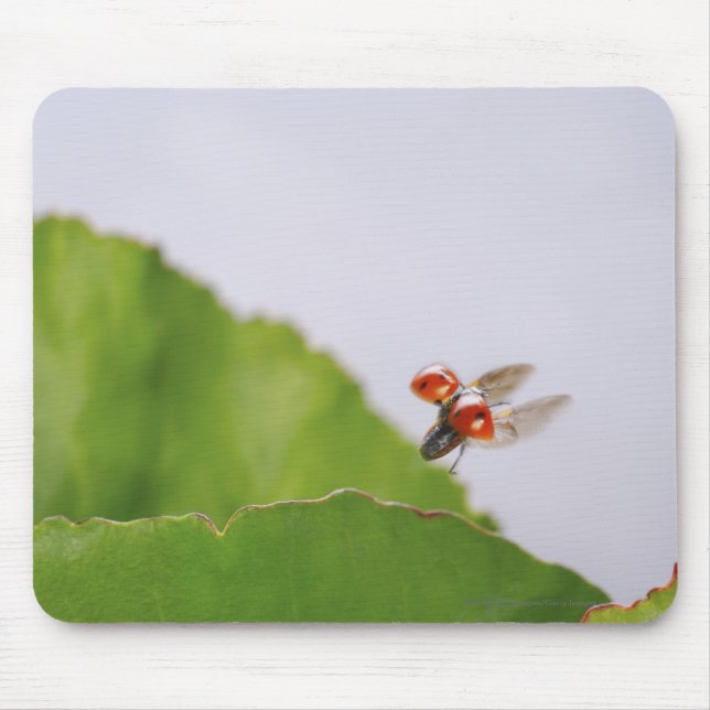 Tapis De Souris Plan rapproché d'une coccinelle volant au-dessus (Devant)