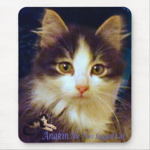 Tapis De Souris Plan rapproché mignon de Mousepad de chaton de