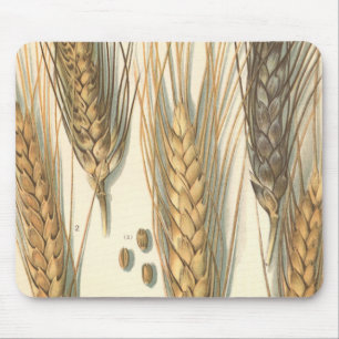 Tapis De Souris Plante de blé résistante à la sécheresse, agricult