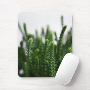 Tapis De Souris Plante d'herbe succulente verte - Photo de nature 